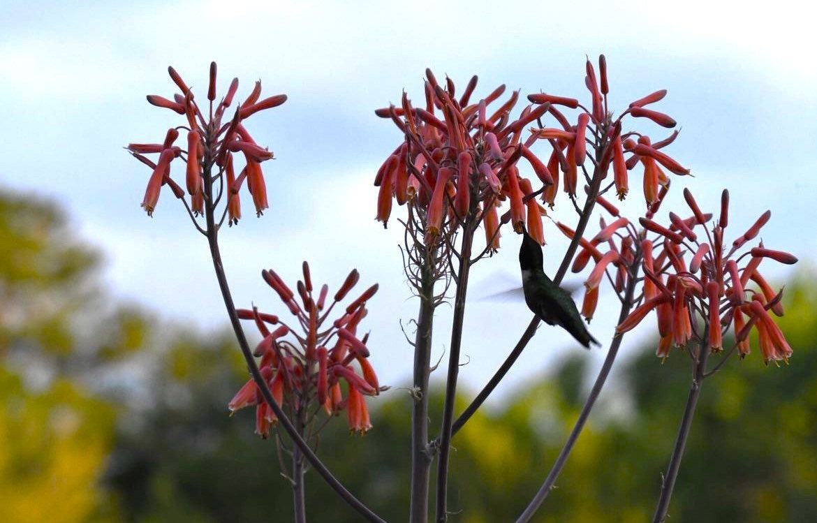 Aloe Saponaria - Etsy