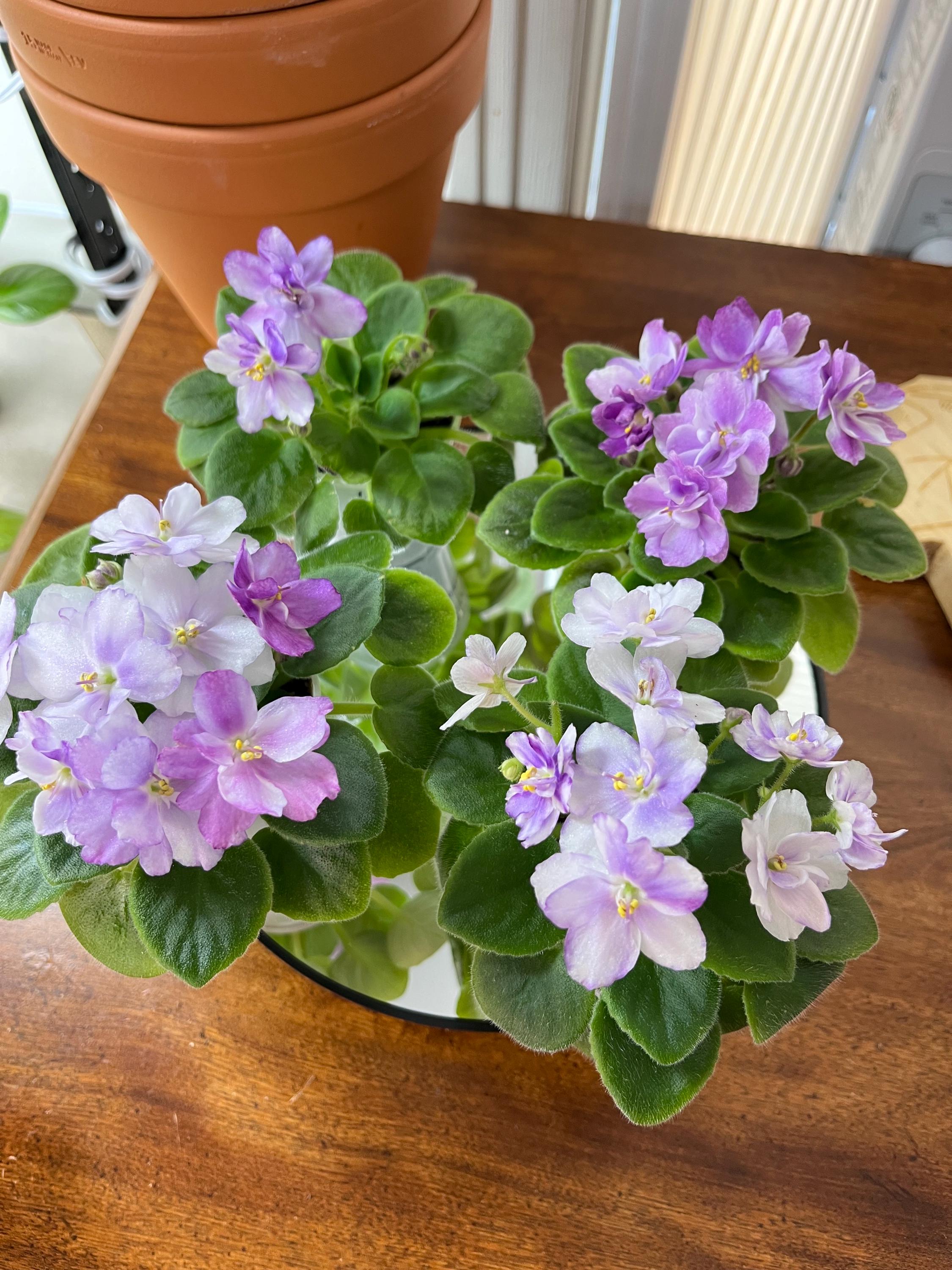 ワンマンアンドン灯 チェリーパイ Hunter's Strawberry Ice Cream - Miniature African Violet - Etsy