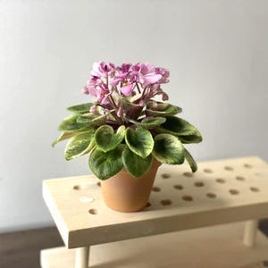 Miniature African Violet Vi-peach Heaven - Starter Plant - Etsy