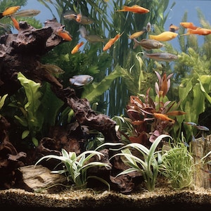 Fish in freshwater aquarium with green tropical plants fish