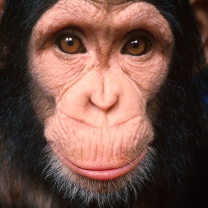 Wie wäre es mit einem Kuss Schimpanse Nahaufnahme vertikal Tier Tierwelt Afrika braune Augen Lippen Lächeln Affe digitaler Download