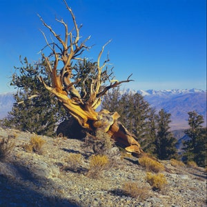 Bristlecone Pine-boom bovenop de berg, Ancient Bristlecone Pine California