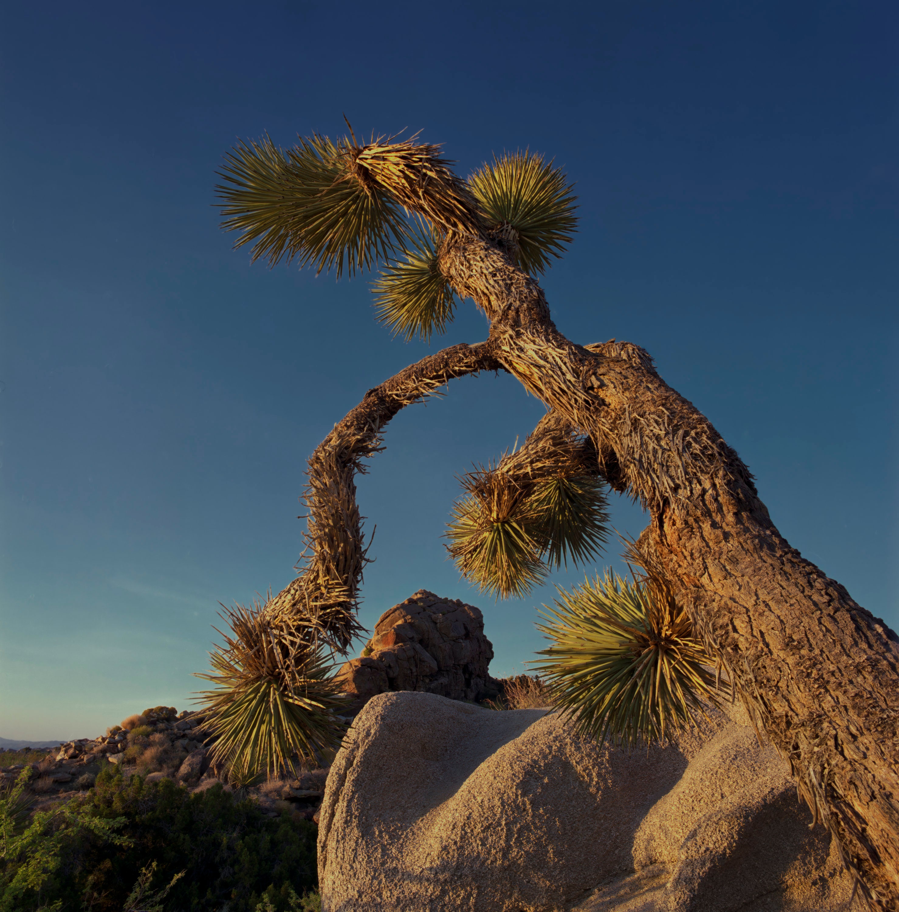 Joshua Tree Branch Framing Boulders in Joshua Tree National Park Etsy