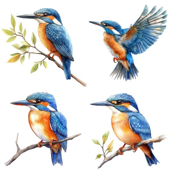 カワセミのクリップアート19点、水彩画の鳥のクリップアート、印刷可能