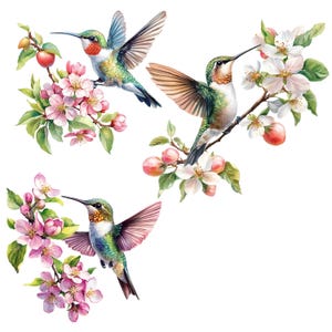 May include: Three watercolor paintings of hummingbirds perched on blooming apple branches. The birds are green, brown, and red with long beaks. The flowers are pink and white.