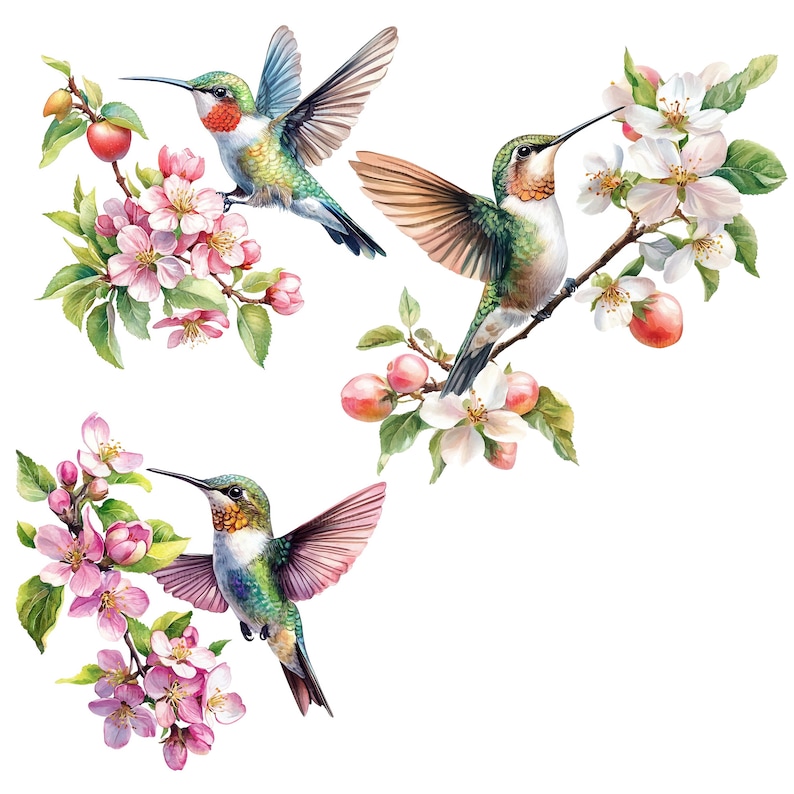 May include: Three watercolor paintings of hummingbirds perched on blooming apple branches. The birds are green, brown, and red with long beaks. The flowers are pink and white.