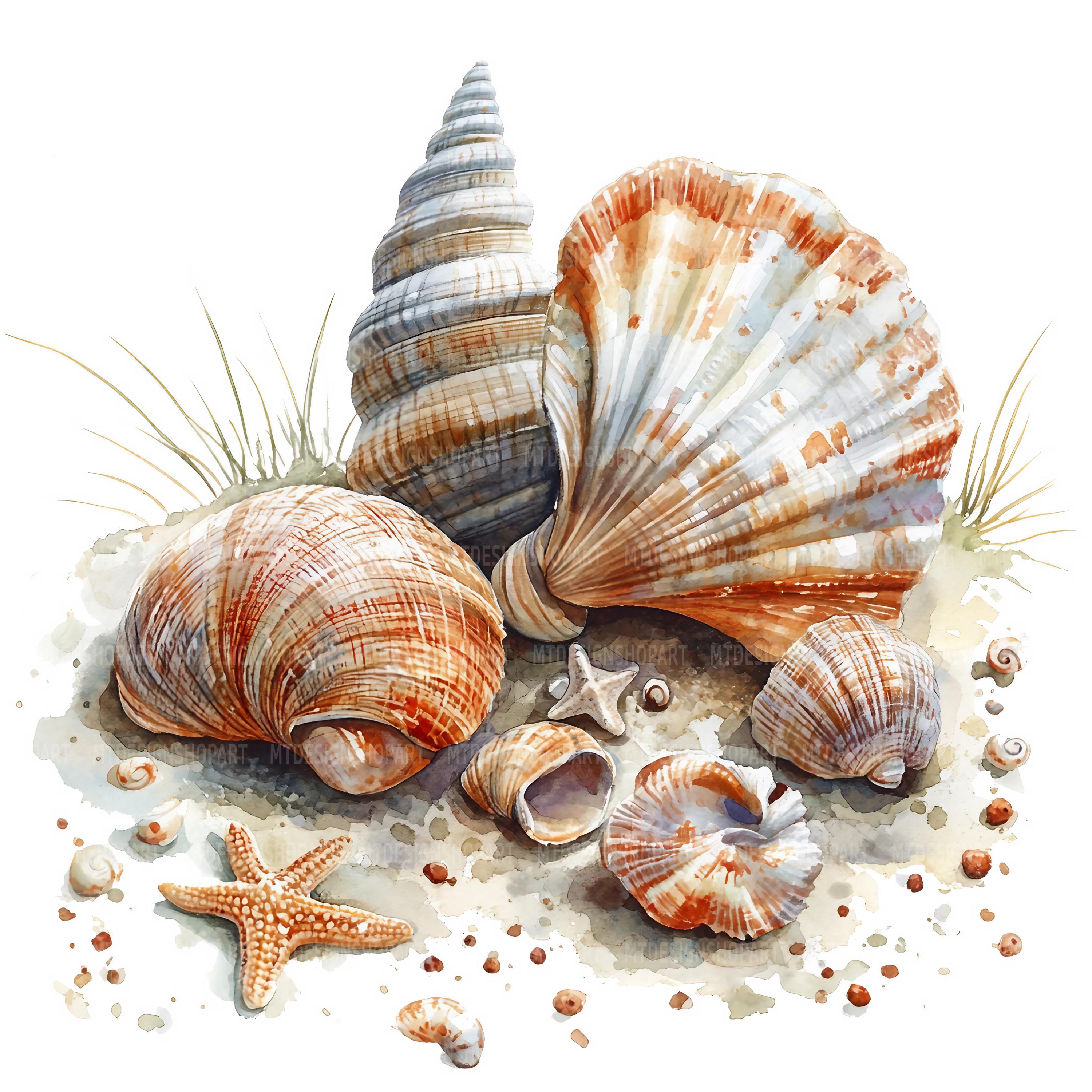 Shell Realistic Printable 19 Sea Shells Clipart, Seashell Clipart, Printable Watercolor Clipart ...