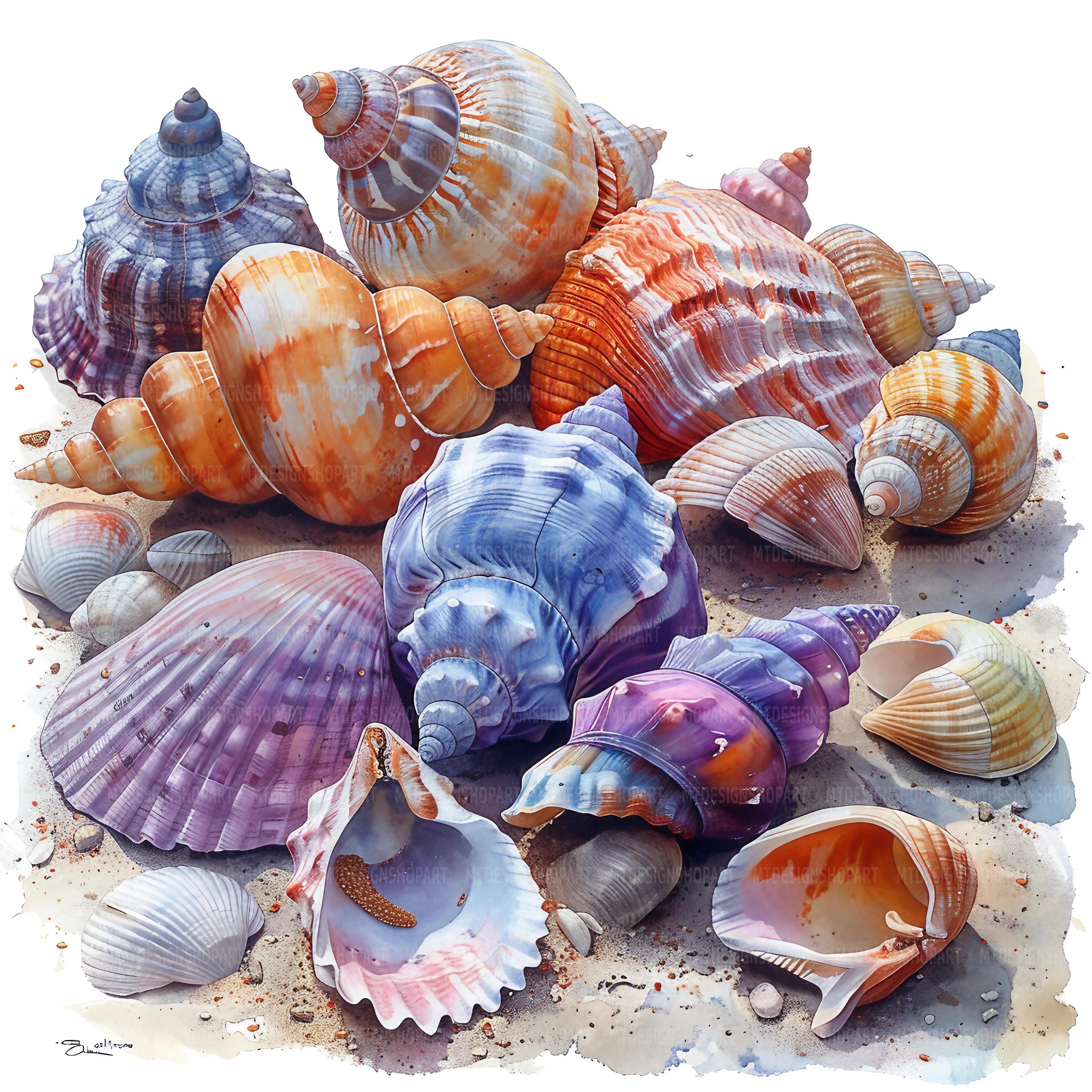 19 Sea Shells Clipart, Seashell Clip Art, Printable Watercolor Clipart ...