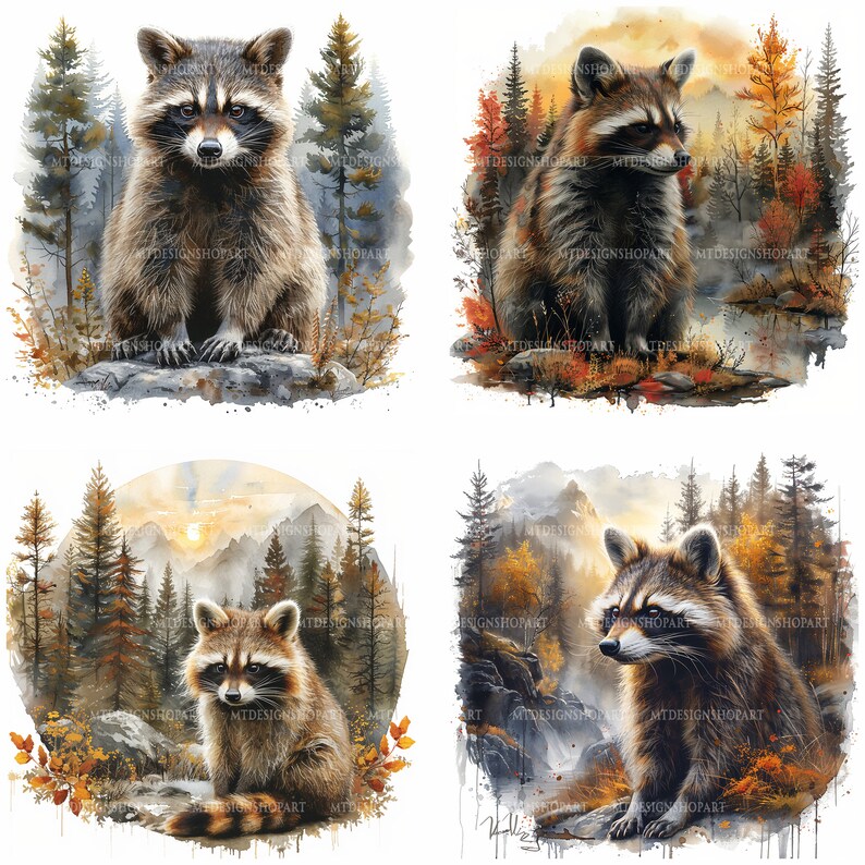 Op de afbeelding: Vier aquarellen van wasberen in een bosrijke omgeving. Elke wasbeer is afgebeeld in een andere pose en omringd door bomen, rotsen en bladeren. De schilderijen zijn gemaakt in een realistische stijl en tonen een verscheidenheid aan kleuren, waaronder bruinen, groenen en oranje.