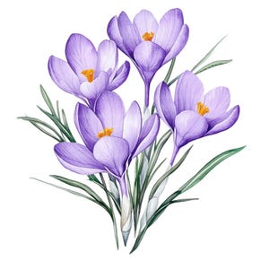 24 flores de fresia morada, clipart de acuarela imprimible, manualidades de papel, archivos JPG de alta calidad, descarga digital