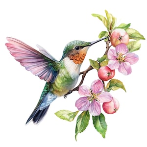 May include: A watercolor painting of a hummingbird with a long, thin beak, hovering near a branch of pink apple blossoms. The hummingbird has a green back, a white chest, and a red throat. The apple blossoms are in full bloom and have delicate pink petals.