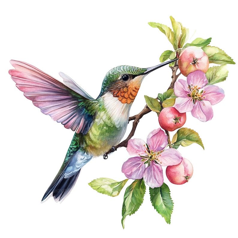 May include: A watercolor painting of a hummingbird with a long, thin beak, hovering near a branch of pink apple blossoms. The hummingbird has a green back, a white chest, and a red throat. The apple blossoms are in full bloom and have delicate pink petals.