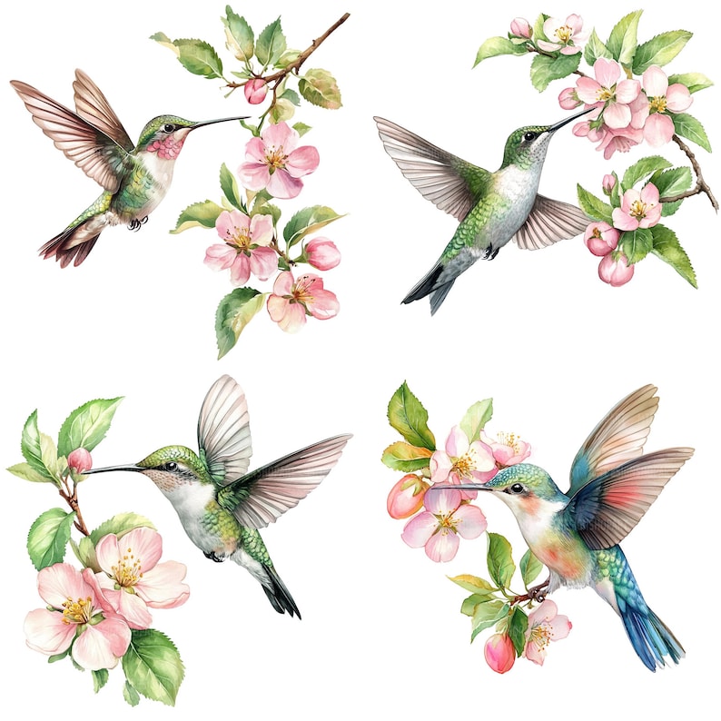 May include: Four watercolor illustrations of hummingbirds with pink flowers. The hummingbirds are green, blue, and red with long beaks. The flowers are pink and white with green leaves.