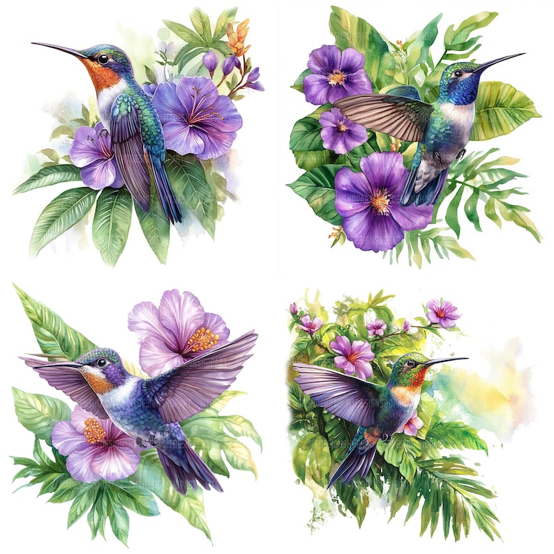 May include: Four watercolor paintings of hummingbirds with purple flowers and green leaves. The hummingbirds are in flight and have blue, green, and red feathers.