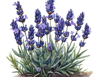 19 Lavendel Clipart, Lavendelstrauß Clipart, druckbare Aquarell Clipart, Papierwesen, Junk Journals, hochwertige JPGs, digitaler Download