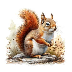 May include: A watercolour painting of a red squirrel sitting on a rock with a bushy tail. The squirrel has a white belly and is looking to the right. The background is a watercolour wash of brown and green.