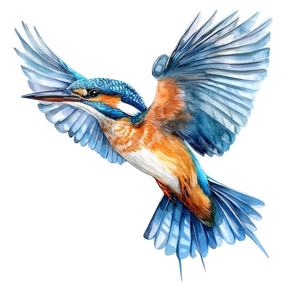 カワセミのクリップアート19点、水彩画の鳥のクリップアート、印刷可能