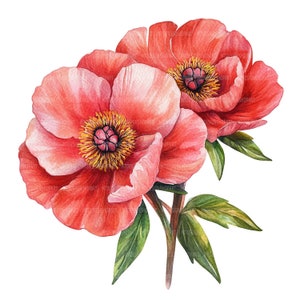 24 Coral Peonys bloem clipart, aquarel koraal pioenrozen bloemen, afdrukbare aquarel clipart, hoge kwaliteit jpg's, digitale download