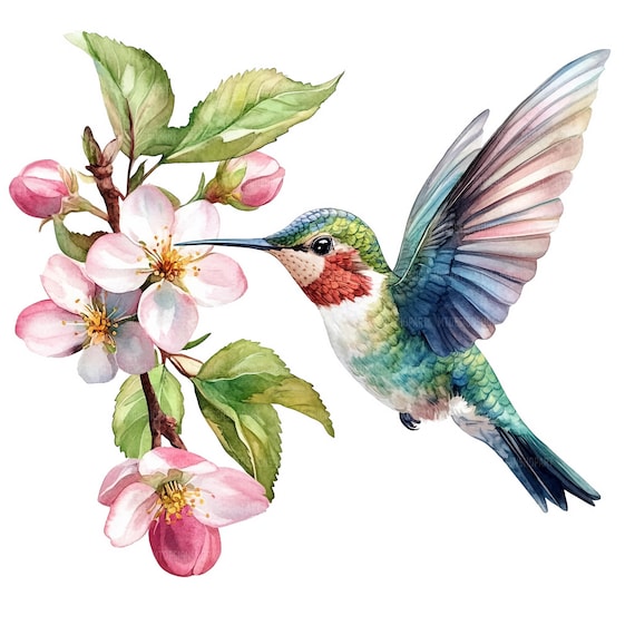 24 Blossom Hummingbird Clipart, Apple Blossom Hummingbird, Printable Watercolor Clipart, Paper Craft, High Quality JPGs, Digital Download