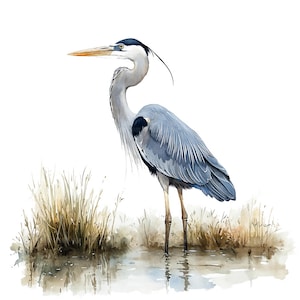 19 Clipart airone blu, fauna selvatica di uccelli, clipart acquerello stampabile, artigianato di carta, diari spazzatura, JPG di alta qualità, download digitale
