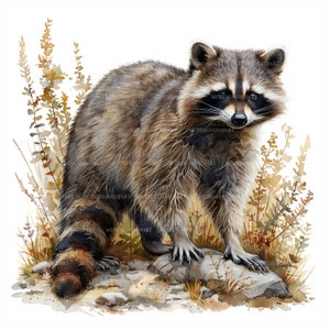 15 Racoon Clipart, Printable Watercolor clipart, Watercolor raccoon is walking Clipart, High Quality JPGs, High resolution, Paper crafts