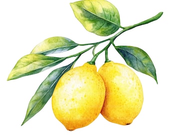 24 Lemon Branch Clipart, Kitchen Clipart, Printable Watercolor Clipart, Paper Craft, Junk Journals, High Quality JPGs, Digital Download