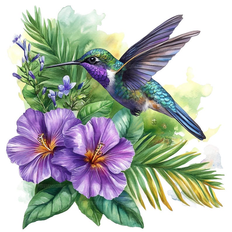 May include: A watercolor painting of a hummingbird with iridescent green and blue feathers, hovering near purple hibiscus flowers and green tropical leaves.