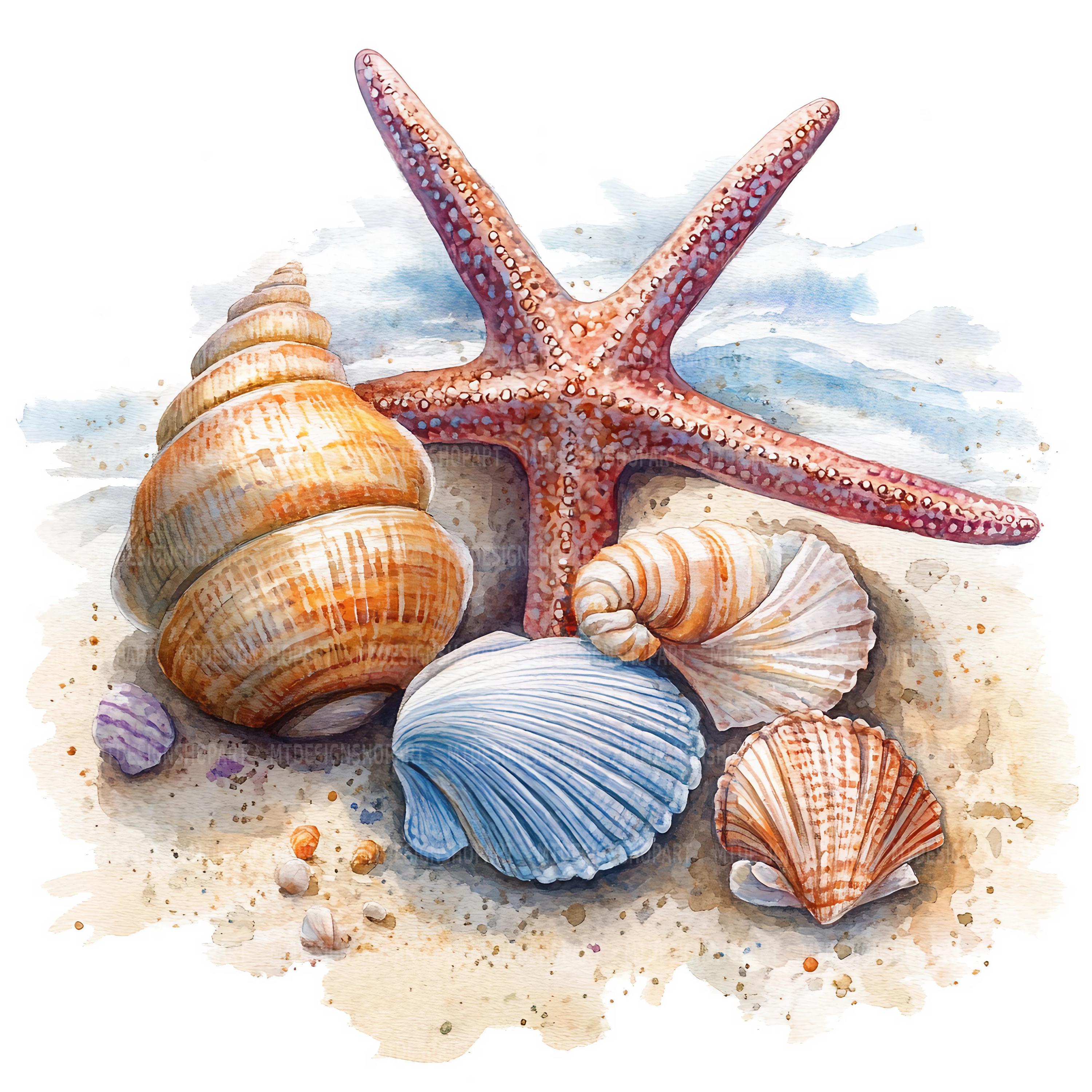 19 Sea Shells Clipart, Seashell Clipart, Printable Watercolor Clipart ...