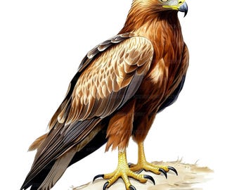16 Bald Eagle Clipart, Eagle Clipart, Printable Watercolor Clipart, Paper Craft, Junk Journals, High Quality JPGs, Digital Download