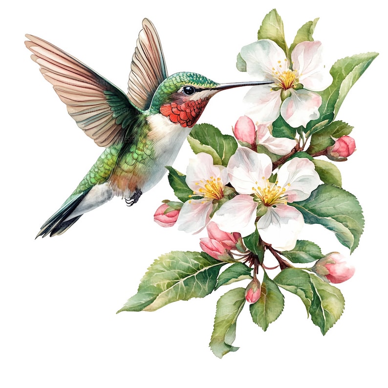 May include: A watercolor painting of a hummingbird with green and red feathers, hovering near a branch of white apple blossoms with green leaves.