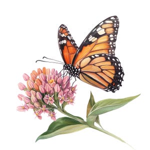 18 Monarch Butterfly Clipart, Floral Butterfly, Printable Watercolor Clipart, Paper Craft, JPGs de alta qualidade, Download digital