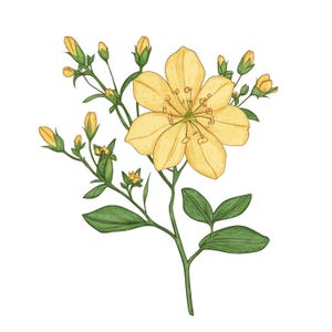 24 Clipart fleurs de millepertuis, clipart fleurs mois de naissance, clipart aquarelle imprimable, fichiers JPG de haute qualité, téléchargement numérique