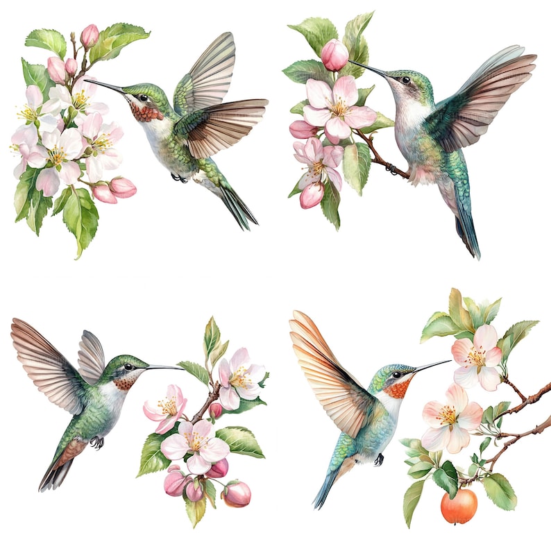 May include: Four watercolor illustrations of hummingbirds with their beaks in pink apple blossoms. The hummingbirds are green, blue, and red. The blossoms are pink and white.