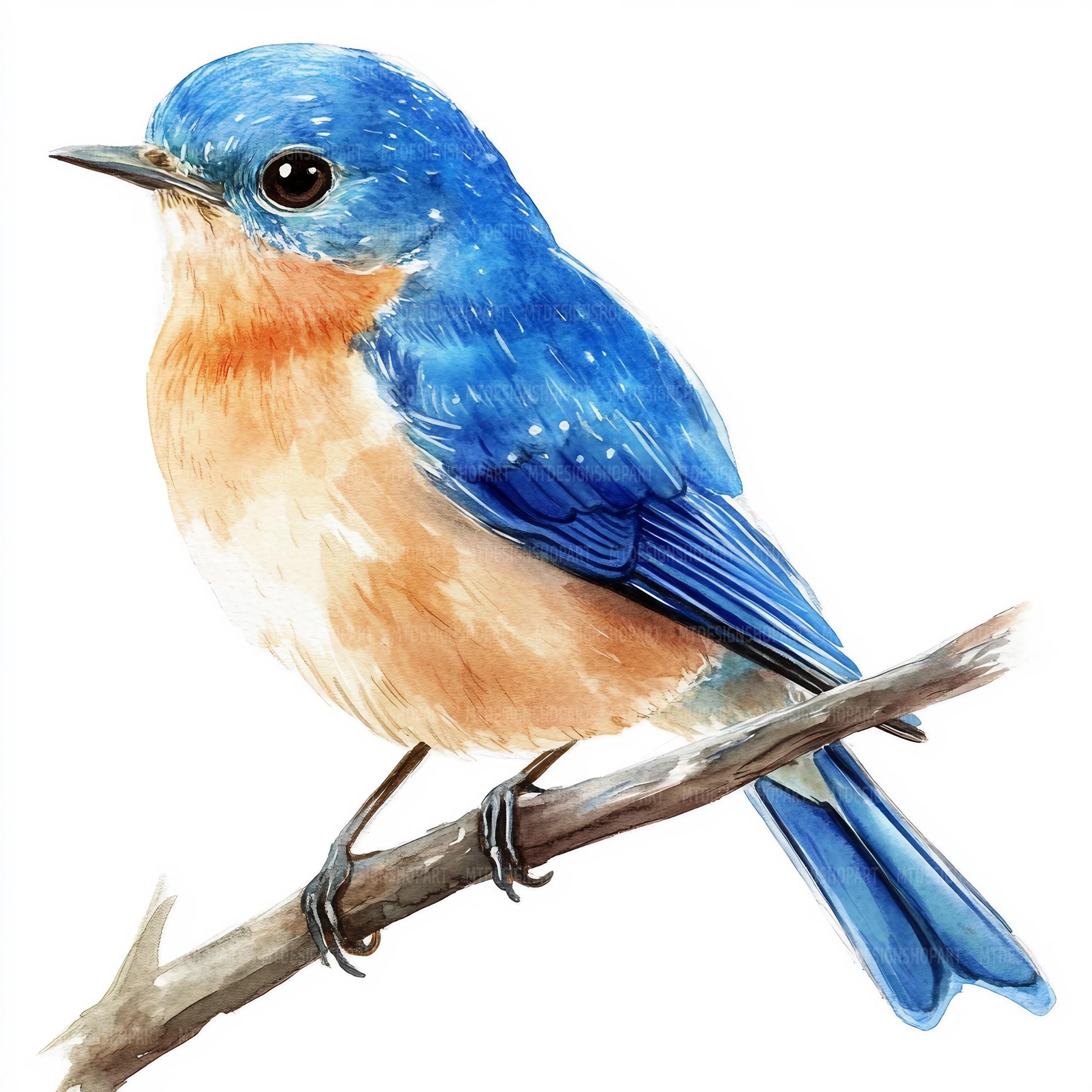 Bluebird Watercolor Clipart: Bird Art, Peacock Landscape (digital