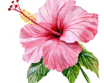 20 Pink Hibiscus Flower Clipart, Spring Hibiscus, Printable Watercolor Clipart, Junk Journals, High Quality JPGs, Digital Download Wall Art