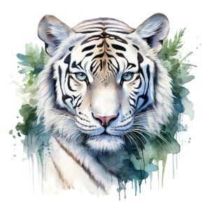 16 White Tiger Head Clipart, White Tiger Clipart, Printable Watercolor Clipart, Paper Craft, High Quality JPGs, Digital Download