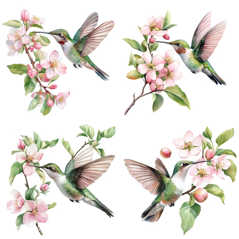 May include: Four watercolor illustrations of hummingbirds with pink flowers. The hummingbirds are green, red, and brown with long beaks. The flowers are pink and white with green leaves.