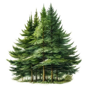 16 Clipart di alberi di Natale, biglietti di Natale, clipart di acquerelli stampabili, artigianato di carta, diari spazzatura, JPG di alta qualità, download digitale