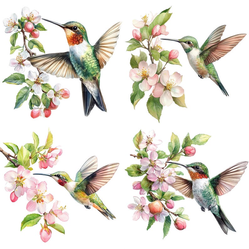 May include: Four watercolor illustrations of hummingbirds with pink and white flowers. The hummingbirds are green, red, and brown with long beaks. The flowers are in bloom and have green leaves.