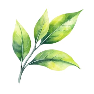 23 Clipart di foglie di tè verde, Clipart di foglie di tè, Clipart di acquerelli stampabili, Lavori di carta, Diari spazzatura, JPG di alta qualità, Download digitale