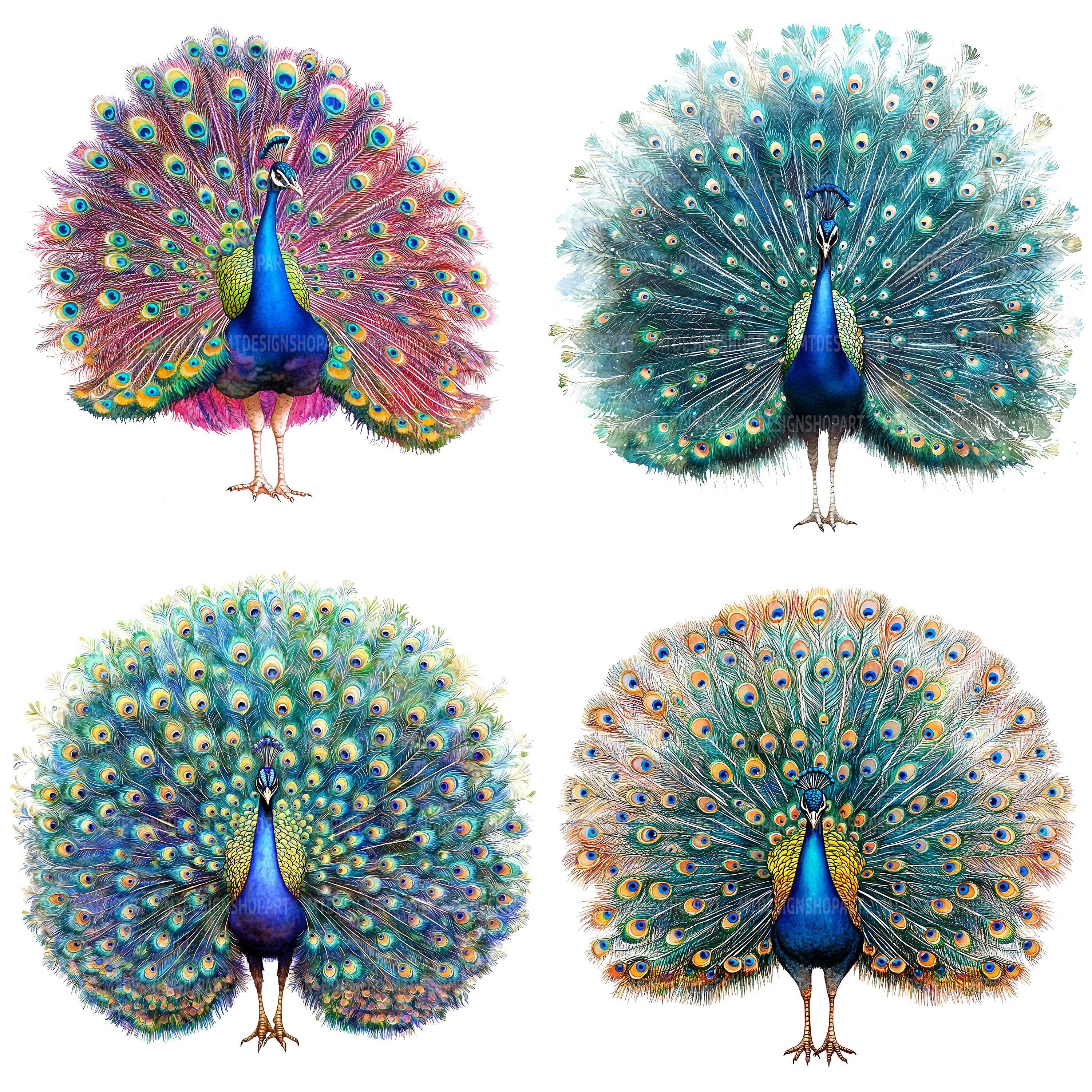 16 Adorable Peacock Clipart, Peacock Clipart, Printable Watercolor