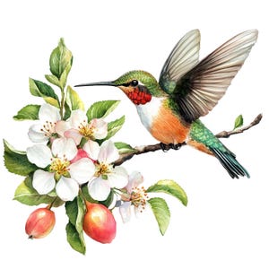 May include: A watercolor painting of a hummingbird with green and orange feathers perched on a branch of a flowering apple tree. The hummingbird has a long, thin beak and a red throat. The apple tree has white blossoms and small red apples.
