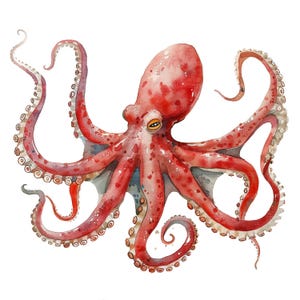 May include: A watercolor painting of a red octopus with eight tentacles. The octopus is depicted with a detailed, textured surface and is set against a white background.