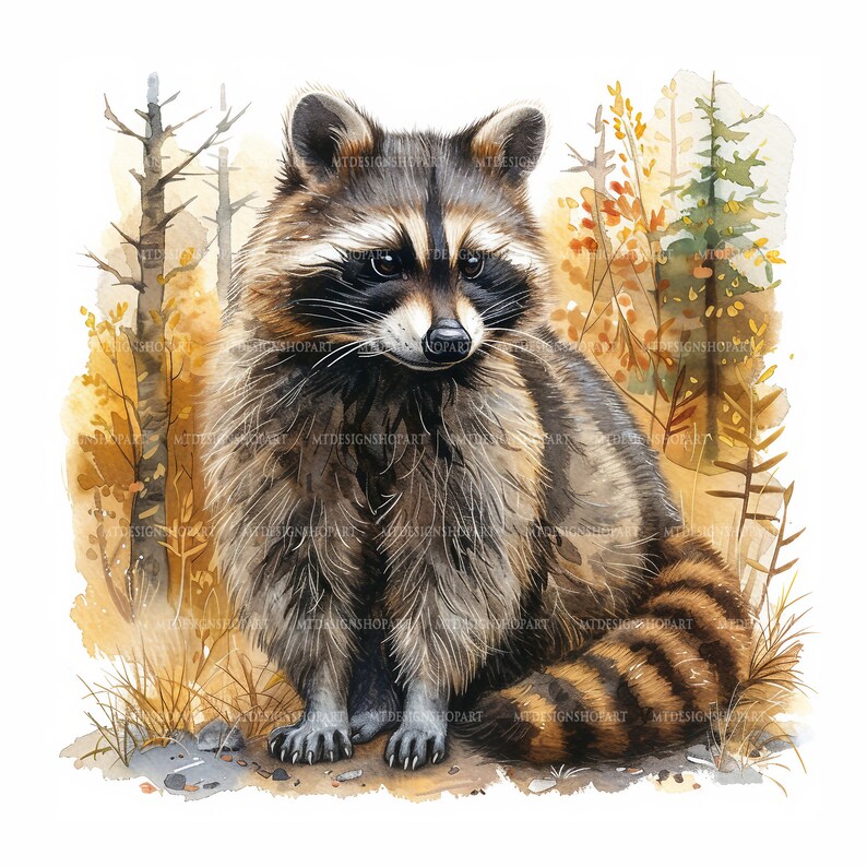 Op de afbeelding: Een aquarel schilderij van een wasbeer die in een bosrijke omgeving zit. De wasbeer heeft een zwart masker rond zijn ogen en een harige staart. De achtergrond is een aquarelverf in bruin, geel en groen.