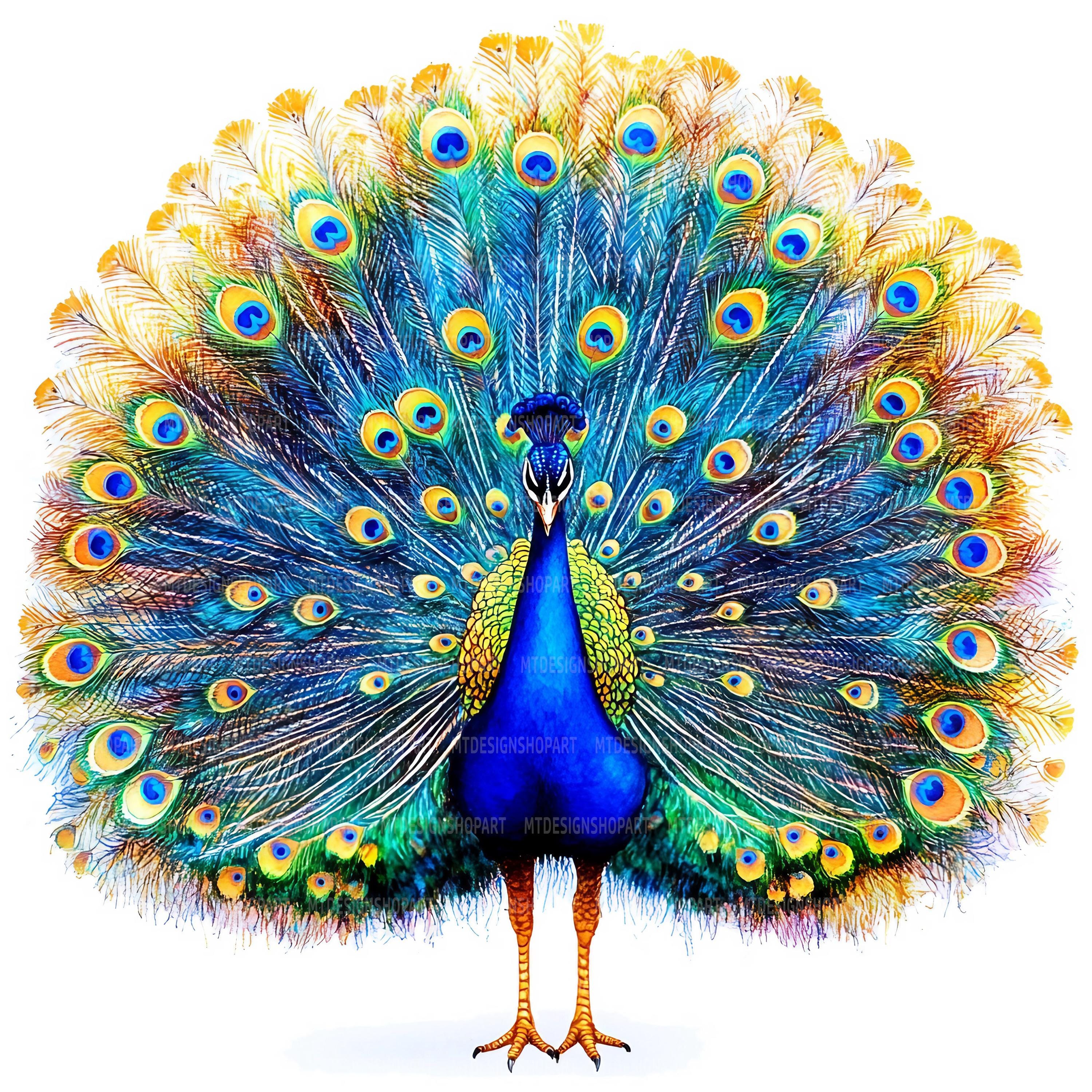 16 Adorable Peacock Clipart, Peacock Clipart, Printable Watercolor