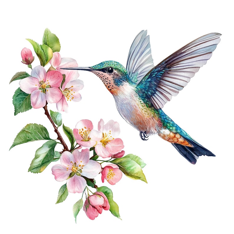 May include: A watercolor painting of a hummingbird with iridescent green and blue feathers, hovering near pink apple blossoms. The hummingbird has a long, thin beak and is depicted with its wings spread.