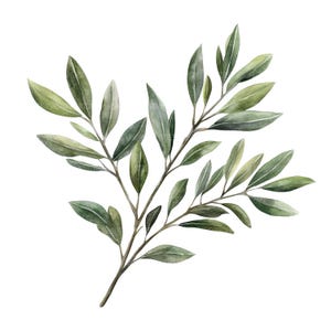 Op de afbeelding: Waterverfillustratie van een olijftak met groene bladeren en een bruine stengel. De bladeren hebben verschillende groentinten, wat een natuurlijk en gedetailleerd uiterlijk geeft. De tak staat tegen een schone witte achtergrond.