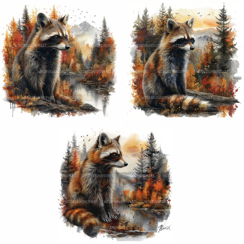 Op de afbeelding: Drie aquarellen van wasberen die in een bossetting zitten. De wasberen zijn bruin en grijs met zwarte maskers. Het bos is geschilderd in tinten bruin, oranje en groen.