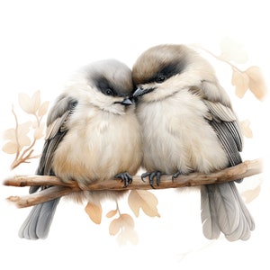 May include: Two small, fluffy, gray and white birds are perched on a branch with brown leaves. The birds are cuddling together, with their heads touching. The background is white.