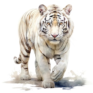 14 White Tiger Clipart, Tiger Clip art, Printable Watercolor Clipart, Paper Craft, Junk Journals, High Quality JPGs, Digital Download